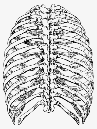 Rib Cage Png - Cage Thoracique De Dos