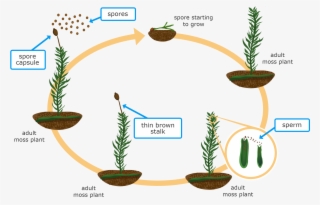 Getstarted - Life Cycle Of A Fern For 4th Grade