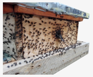 Packaged Bees - Honeybee