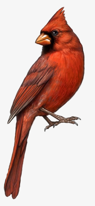 Cardinal Clipart Tiny Bird - Cardinal Png