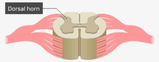 An Image Showing The Dorsal Horn Of The Gray Matter - Spinal Cord