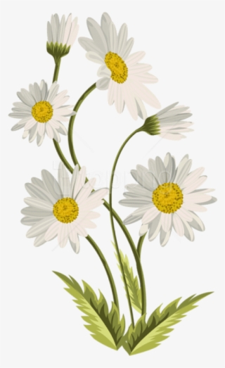 Free Png Download Daisies Transparent Png Images Background - Transparent Background Daisy Png