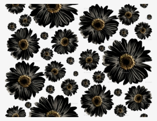 Black Daisies