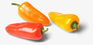 1000 X 502 1 - Habanero Chili