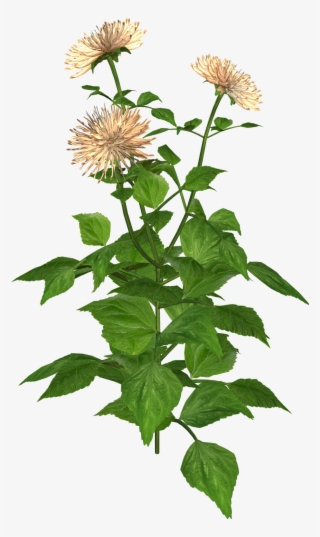 Flower And Misc Png Graphics And Clip Art - Chrysanths