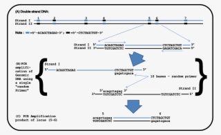 Representative Position Of Random Sequences Existed - Selective Amplification Of Microsatellite Polymorphic