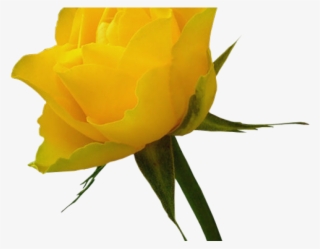Yellow Rose Clipart Red Rose Outline - Yellow Roses Png