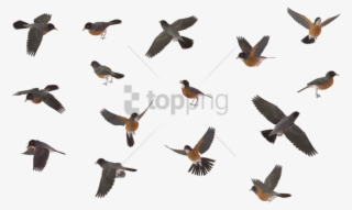 Free Png Sparrow Bird Png Image With Transparent Background - Blue Jay Flying Png