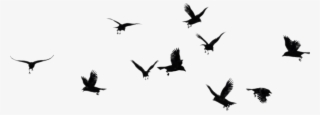 #ftestickers #birds #silhouette #flock #bird #animal - Flock