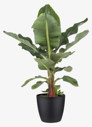 Potted Plant Banana Plant - Bananenplant Kopen