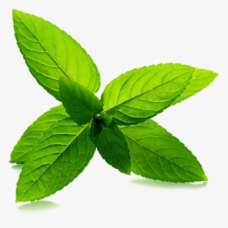 Mint Transparent Image - Peppermint Leaf