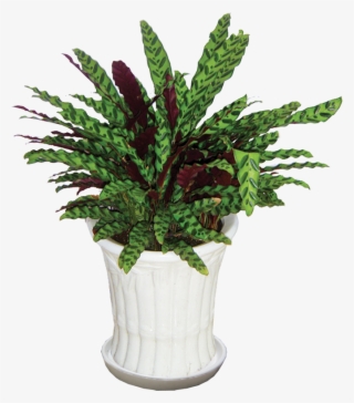 Cây Đuôi Phụng - Houseplant