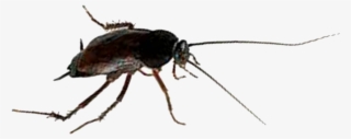 Oriental Cockroaches Are Often Called Water Bugs Because - Mosquito