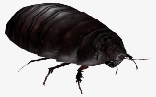 Giant Burrowing Cockroach - Flea