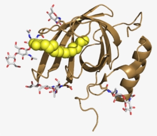 Structure Of Lilli-mip From Cockroach Milk - Cartoon