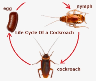 Life Cycle Of A Star - Star Life Cycle Lesson Plan - 2316x626 PNG ...