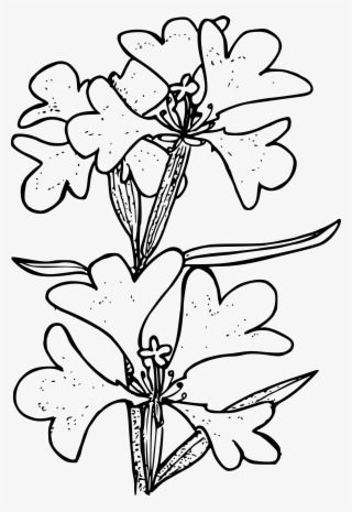 This Free Icons Png Design Of Ragged Robin