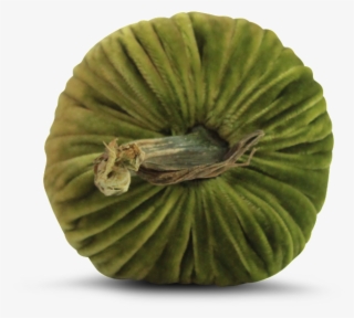 Chartreuse Pumpkins - Kiwifruit