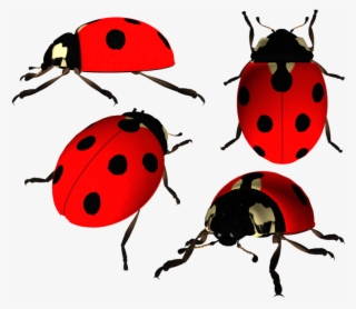 Ladybird Png Photo - Божья Коровка Пнг
