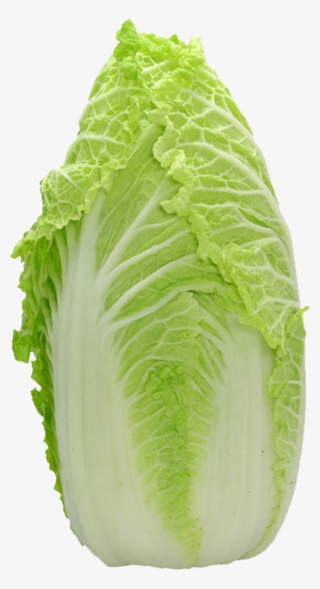 2480 X 2480 10 - Napa Cabbage