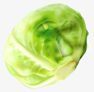 Cabbage