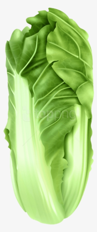 Free Png Download Napa Cabbage Png Images Background - Collard Greens