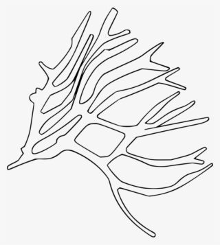 Aquatic Plants Leaf Seaweed Alpine Plant - Line Art