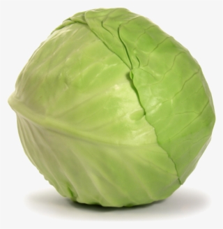 Cabbage Png Download Image - Green Cabbage