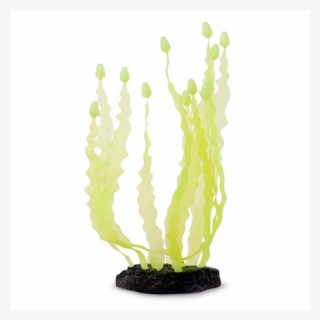 Sporn Yellow Caulerpa Seaweed - Cactus