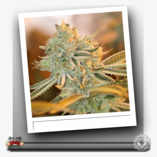 Sin City Raskal Berries - Picture Frame