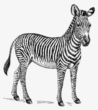 Svg Download - Zebra Black And White Clipart