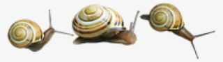 Snail Png Transparent Images - Orthogastropoda