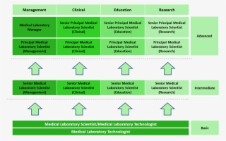 Mlt Career Path - Pattern