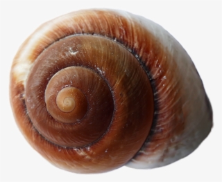 960 X 640 2 - Snail Shell Transparent Background
