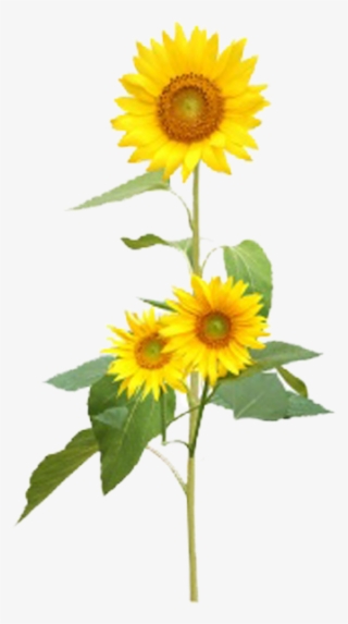 Common Yellow Transprent Png Free - Sunflower And Music Notes