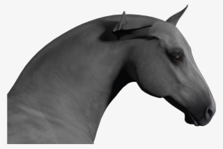 Horse Ears Png - Stallion