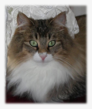 Sonata As An Adult, With Full Coat - Domestic Long-haired Cat