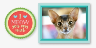 Generally, These Cats Weigh Between 3,6kg And 5,5kg, - Rosette