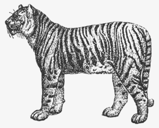 Menu - Siberian Tiger