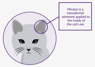 Where To Apply Ointment In A Cat's Inner Ear Illustration - Cartoon