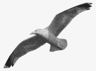 Seagully - Golden Eagle