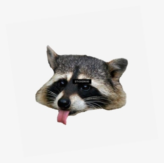 Raccoon Head Png - Racoon Png