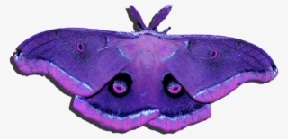 Transparent Moth Transparent Background - Red Polyphemus Moth