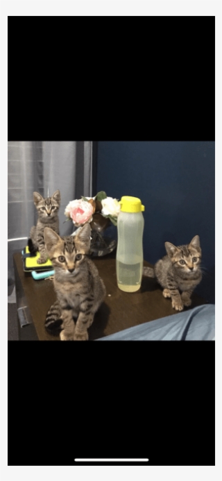 Male Domestic Short Hair Cat In Qld - Cat