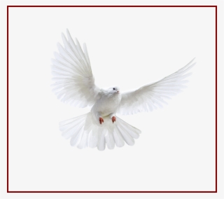 Best Holy Spirit Dove Clip Art Of Flying In Front You - Uçan Beyaz Güvercin Png