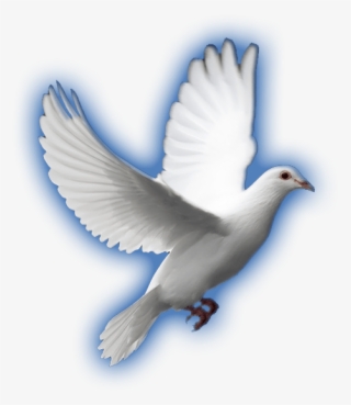 White Dove