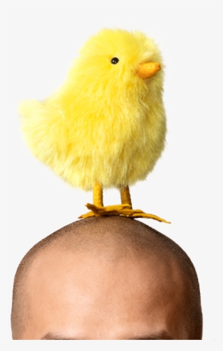 Man With Yellow Easter Chicken Decoration On Head