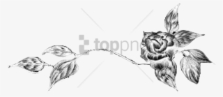 Free Png Black Flower Divider Png Image With Transparent - Sketch