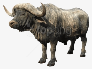 Free Png Download African Buffalo Png Images Background - African Buffalo Png