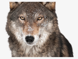 Gray Wolf Clipart Transparent Background - Album Los Temerarios